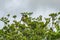 Azorean chaffinch Fringilla coelebs moreletti on a bush branch