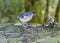 Azores chaffinch