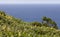 Azores coastline landscape in Faja Grande, Flores island. Portugal