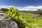 Azores Grape Leaves