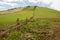 Azores green landscape with meadows and rock fences. Sao Jorge