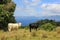 Azores landscape, Pico island, view to Sao Jorge island, cows outdoors, no people