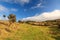 Azores landscape â€“ grass, trees and blue sky