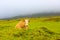 Azores - Pico island cow, Farm Animals in the wild, Stormy dark day