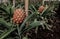 Azores Pineapple plantation at Sao Miduel, Portugal