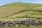 Azores rural landscape in Sao Miguel. Cows over the hill