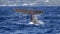 azores whale pictures