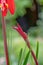 Aztec lily Sprekelia formosissima, budding flower