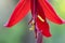 Aztec lily, Sprekelia formosissima, close-up pistil