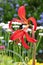 Aztec lily, Sprekelia formosissima, exotic flower