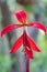 Aztec lily Sprekelia formosissima, inflorescence