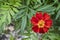Aztec marigold flower in nature