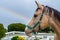 Azteca horse looking at rainbow