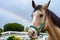 Azteca horse looking at rainbow