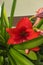 Azucena plant or lily, known as Hippeastrum reginae (L.) Herb.