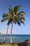 Azure Beach with Palms, Kona, HI