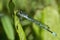 Azure Blue Damselfly insect resting on a leaf