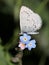 Azure Butterfly on Blue Flowers