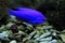 Azure damselfish