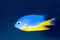 Azure Damselfish (Chrysiptera hemicyanea)