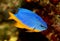 Azure damselfish Chrysiptera hemicyanea or saltwater aquarium fish