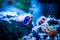 Azure Damselfish Chrysiptera hemicyanea swimming on a reef tank with blurred background