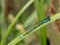 Azure damselfly on a blade of grass - Coenagrion puella, closeup