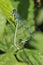 Azure Damselfly - Coenagrion puella