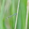 Azure Damselfly / Coenagrion puella