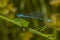 Azure damselfly (Coenagrion puella)