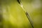 Azure damselfly (Coenagrion puella) portrait