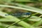 Azure Damselfly eating on a reed stem.