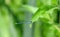 An azure damselfly on a leaf