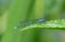 An azure damselfly on a leaf