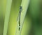 Azure Damselfly perched on a reed