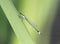 Azure Damselfly perched on a reed