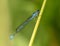 An azure damselfly on a reed