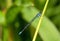 An azure damselfly on a reed