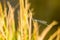 Azure Damselfly sitting on grass near a pond