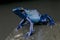 Azure dart frog / Dendrobates azureus