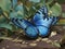 Azure Elegance: Mesmerizing Blue Butterfly Beauty