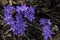 Azure flowers in spring (hepatica trifolia)