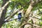 Azure Hooded Jay in the Cloud Forest