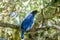 Azure Jay or Gralha Azul bird in Itaimbezinho Canyon at Aparados da Serra National Park - Cambara do Sul, Rio Grande do Sul, Brazi