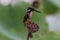 Azure Kingfisher Alcedo azurea on lotus lily pod