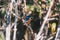 Azure Kingfishers perched on a tree branch watching over the lagoon