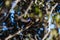 Azure Kingfishers perched on a tree branch watching over the lagoon