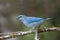 Azure shouldered Tanager perched on a branch