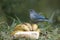 Azure-shouldered tanager, Thraupis cyanoptera