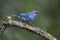 Azure-shouldered tanager, Thraupis cyanoptera